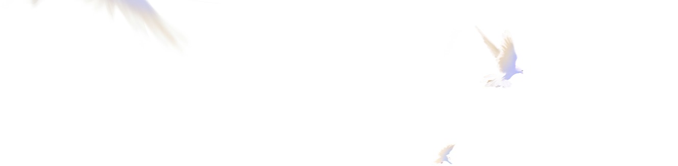鴿子